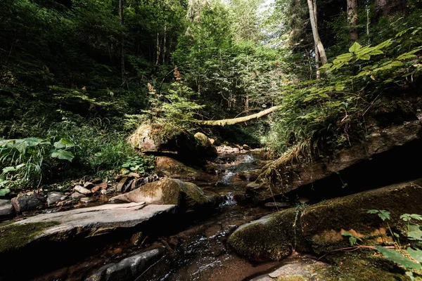 Forêt tranquille avec rivière coulante et pierres — Photo de stock