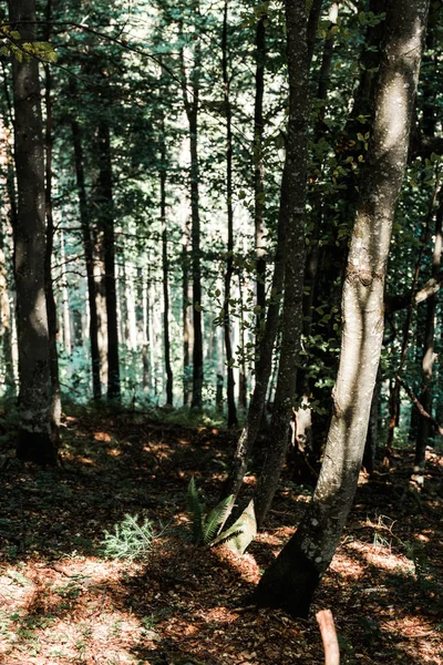 Soleil sur les arbres avec des feuilles vertes et fraîches dans les bois — Photo de stock