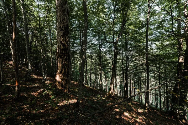 Soleil sur les arbres avec des feuilles vertes et fraîches dans les bois — Photo de stock