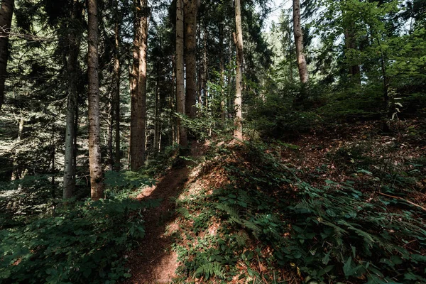 Soleil sur les arbres avec des feuilles vertes et fraîches dans la forêt — Photo de stock