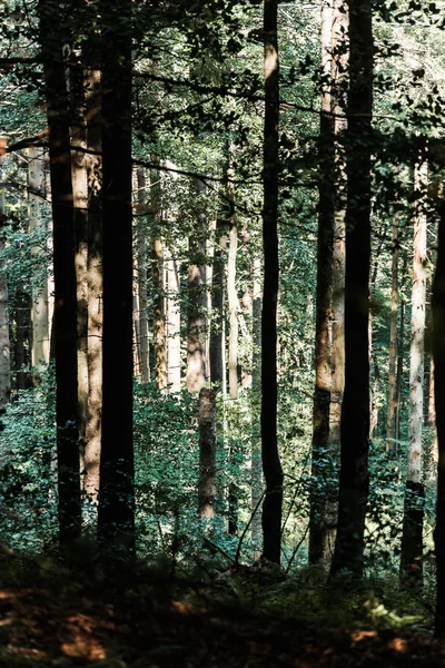 Sombras em árvores com folhas verdes em floresta — Fotografia de Stock