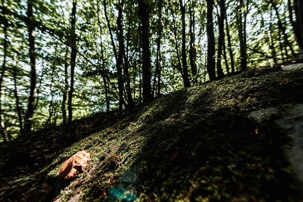 Ombres sur les arbres avec des feuilles vertes fraîches dans la forêt — Photo de stock