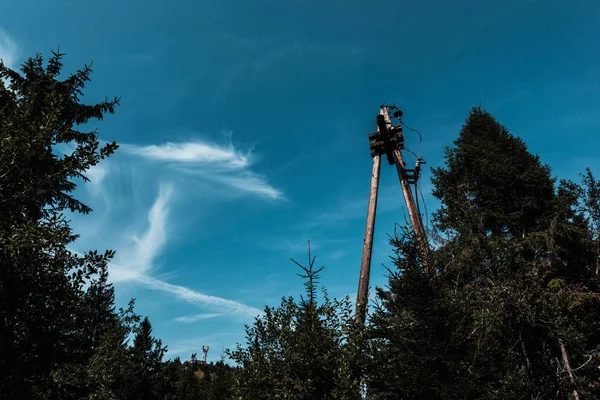 Vista de ángulo bajo de los árboles contra el cielo azul con nubes en el parque - foto de stock