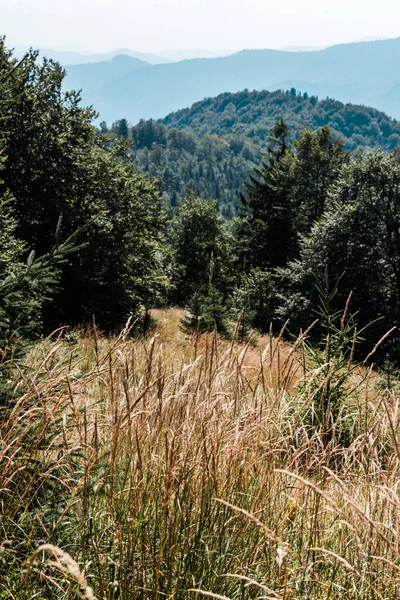 Golden field with barley near green trees and mountains — Stock Photo