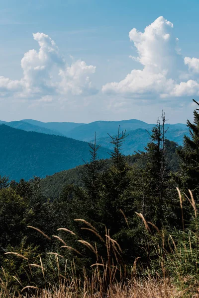 Campo d'oro con orzo vicino alberi verdi e montagne contro il cielo con nuvole — Foto stock