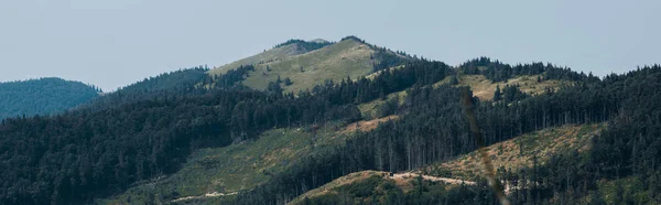 Panoramaaufnahme grüner Bäume im Gebirgstal — Stockfoto