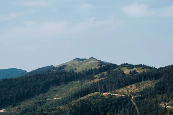 Arbres verts dans la vallée de montagne contre le ciel avec des nuages — Photo de stock