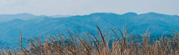Панорамний знімок золотого поля біля мальовничих гір — стокове фото