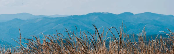 Panoramic shot of golden field near scenic mountains — Stock Photo