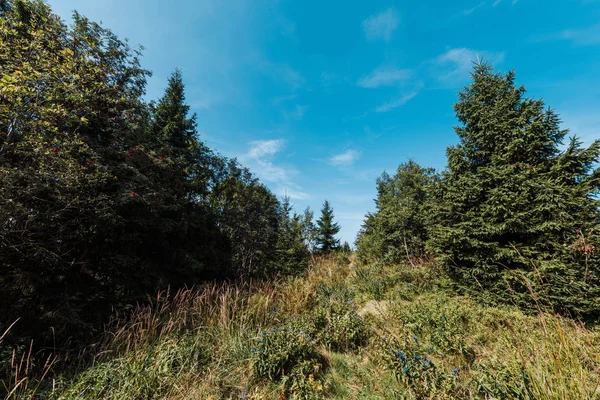 Evergreen pines near golden field against sky with clouds — Stock Photo