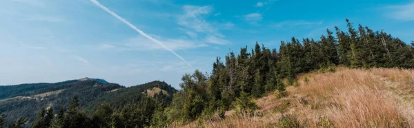 Panoramic shot of evergreen pines near golden field against sky — Stock Photo