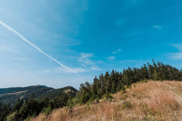 Green pines near golden field against sky with clouds — Stock Photo