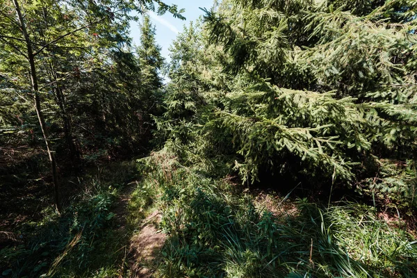 Soleil sur sapins à feuilles persistantes dans la forêt tranquille — Photo de stock