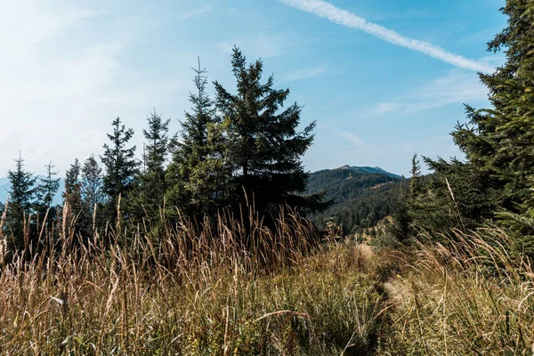 Campo de cebada amarilla cerca de pinos contra el cielo azul - foto de stock