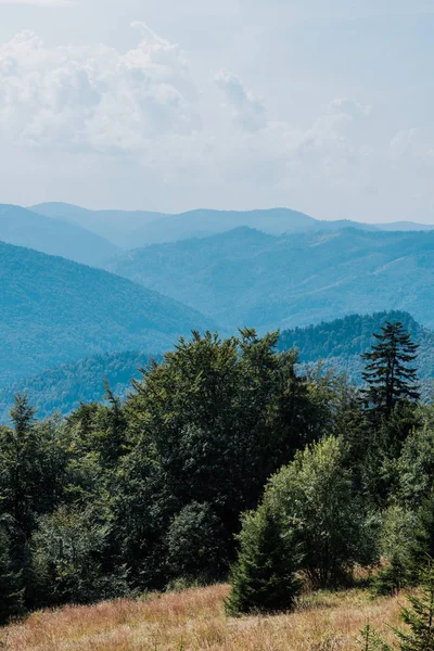 Golden field with pines in mountains against sky — Stock Photo