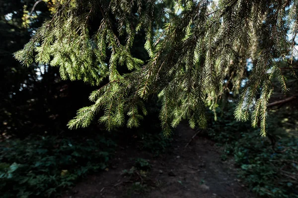Sole su rami di pino sempreverde — Foto stock