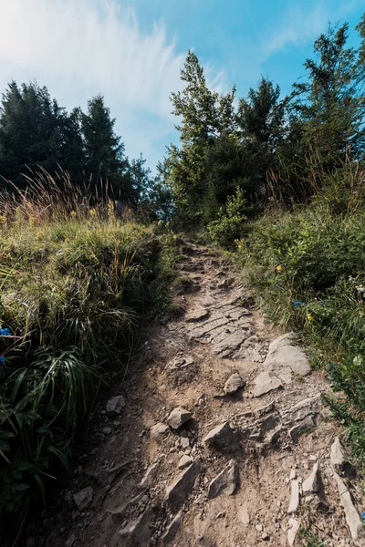 Vue à angle bas des arbres verts près des rochers sur la passerelle — Photo de stock