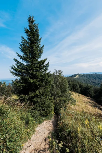 Grüne Kiefern auf einem Hügel vor blauem Himmel mit Wolken — Stockfoto