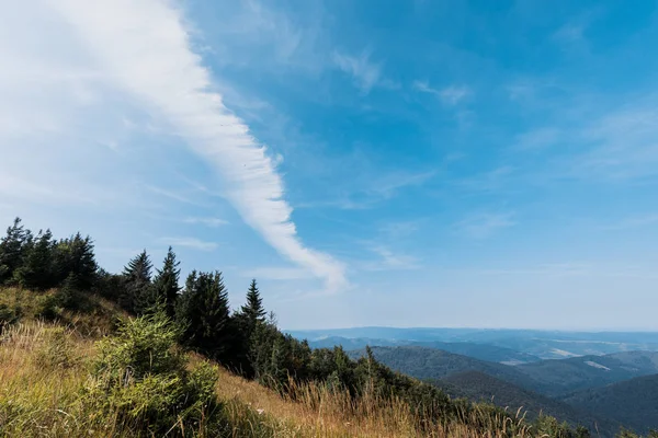 Champ doré dans les montagnes avec des pins verts contre le ciel avec des nuages — Photo de stock
