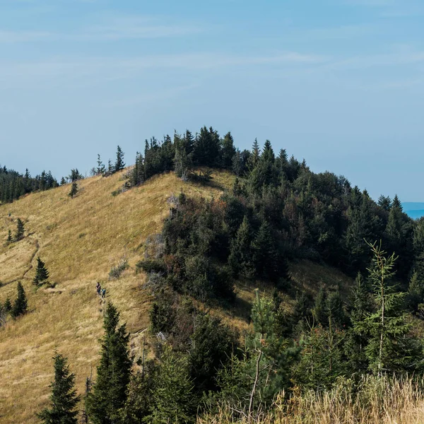 Champ doré près de sapins verts sur la colline contre le ciel bleu — Photo de stock