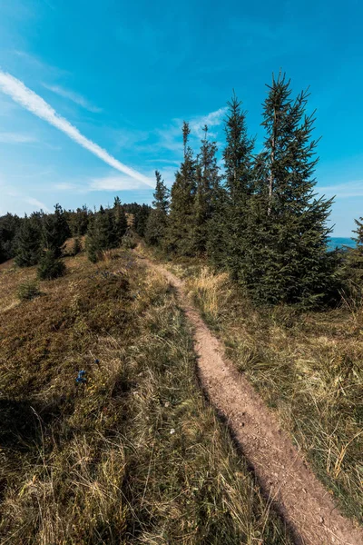 Gehweg in Feldnähe und grüne Tannen auf Hügel vor blauem Himmel — Stockfoto