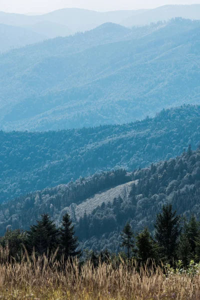 Campo d'orzo dorato in montagna con abeti verdi — Foto stock