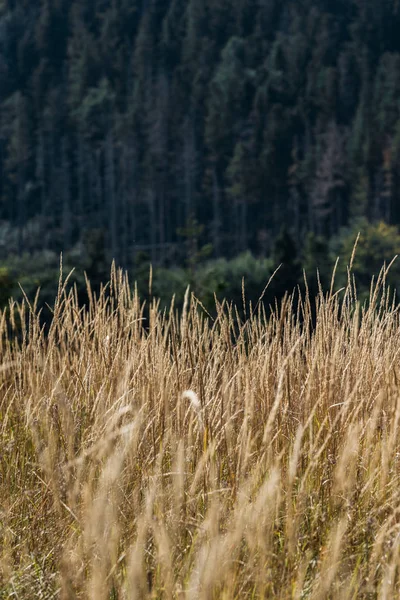 Селективный фокус золотого поля с ячменем на холме возле зеленых сосен — стоковое фото
