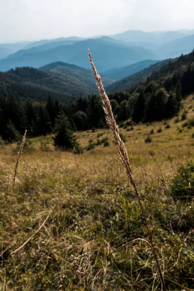 Selective focus of barley near mountains with green trees — Stock Photo