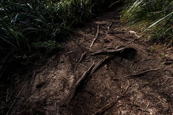 Vista superior de raízes no chão perto de grama verde — Fotografia de Stock