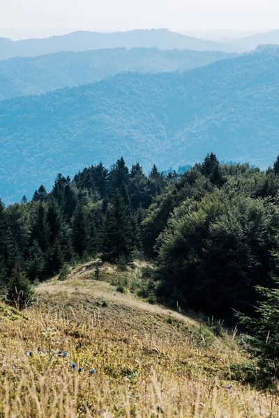 Selektiver Fokus von Bergen mit grünen Bäumen gegen den Himmel — Stockfoto