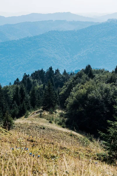 Selective focus of mountains with green trees against sky — Stock Photo