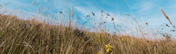 Plan panoramique de fleurs sauvages en fleurs jaunes dans le champ contre le ciel — Photo de stock