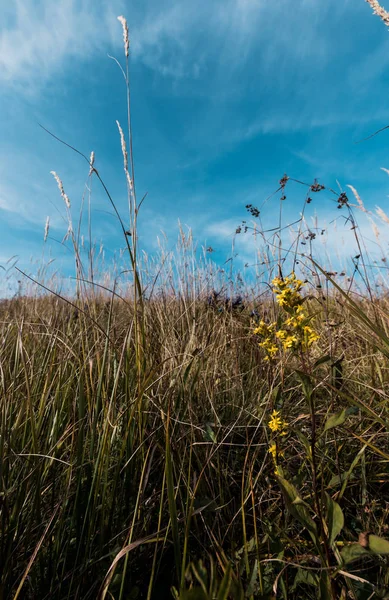 Yellow blooming wildflowers in field against blue sky — Stock Photo