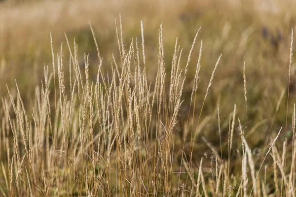 Selective focus of barley in golden field — Stock Photo