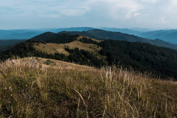 Champ doré près de sapins à feuilles persistantes sur les collines — Photo de stock