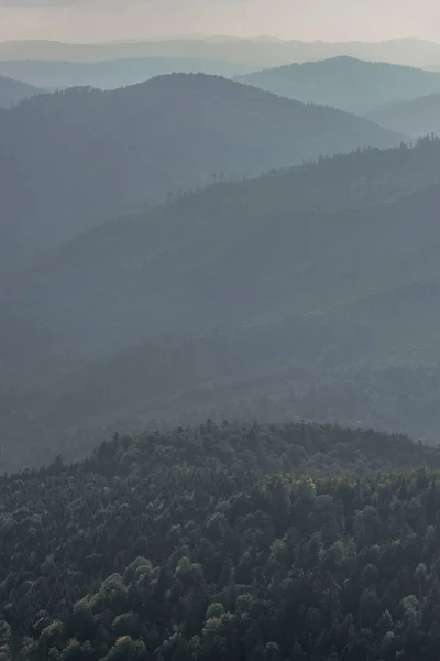 Abeti verdi in montagna con nebbia — Foto stock