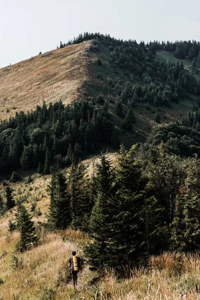 KYIV, UKRAINE - AUGUST 24, 2019: back view of traveler walking with backpack in golden field with firs — Stock Photo