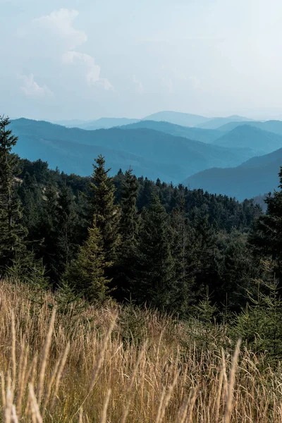 Foco seletivo de pinheiros em montanhas perto do gramado — Fotografia de Stock