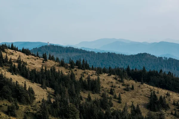 Yellow lawn with pine trees in mountains against sky — Stock Photo