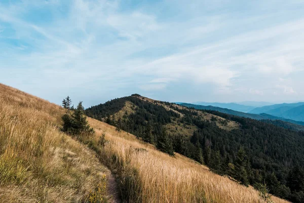 Prairie jaune avec orge dans les montagnes contre ciel avec nuages — Photo de stock