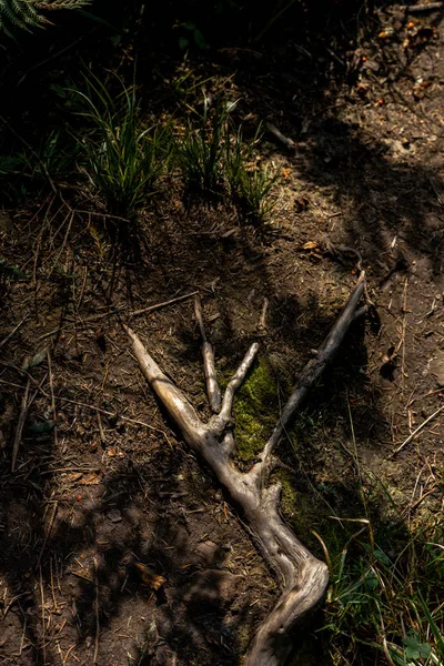 Vue de dessus des branches sur le sol près de l'herbe — Photo de stock