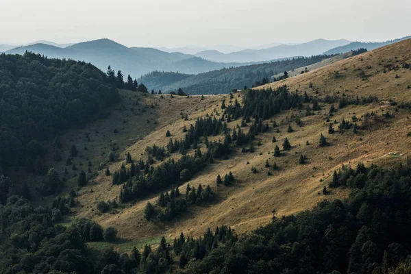 Prairie jaune avec pins dans les montagnes contre le ciel — Photo de stock