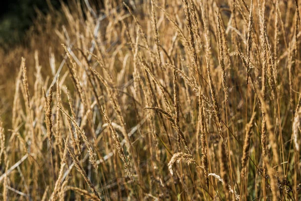 Messa a fuoco selettiva dell'orzo giallo nel prato dorato — Foto stock