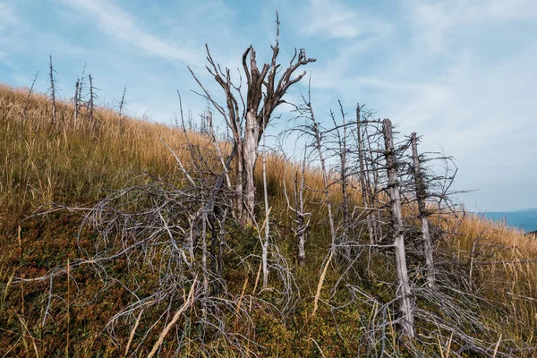 Dry twigs on trees in golden barley field against sky — Stock Photo