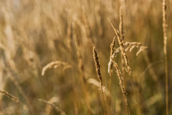 Selective focus of yellow barley in golden field — Stock Photo