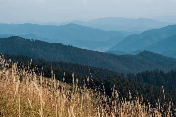 Selective focus of barley in meadow near mountains — Stock Photo