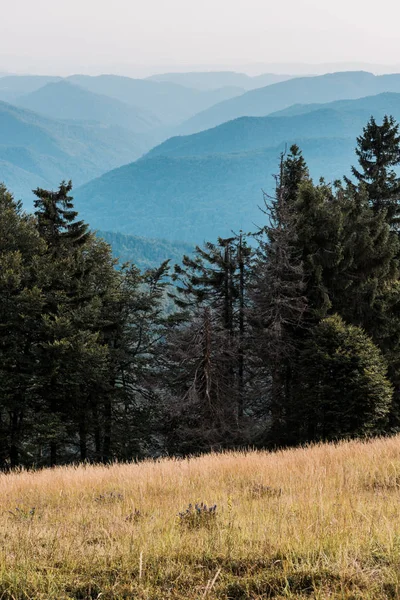 Scenic and blue silhouette of mountains near pine trees — Stock Photo