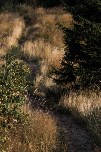 Blick über den Gehweg im goldenen Feld in der Nähe von Bäumen — Stockfoto