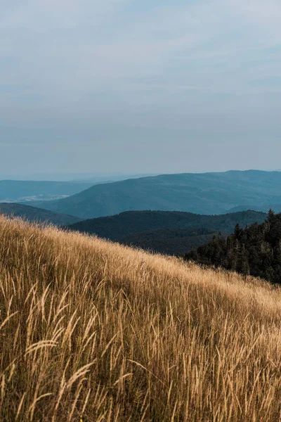 Silhueta cênica e azul de montanhas perto de campo dourado — Fotografia de Stock