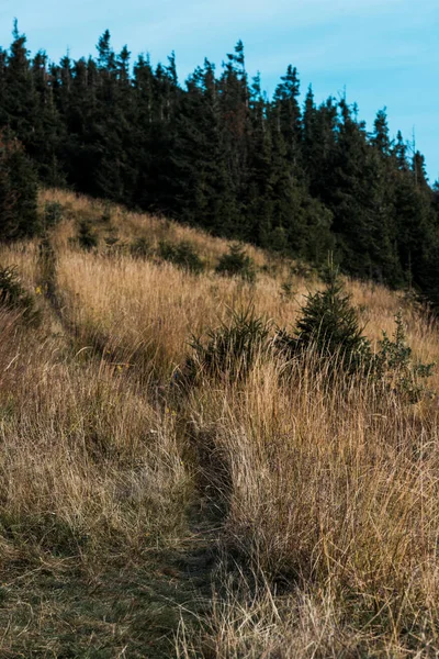 Green firs near yellow lawn with barley on hill — Stock Photo